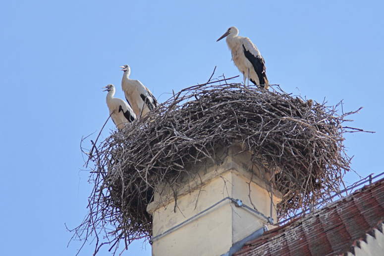 Cranes, Vukovar, Croatia