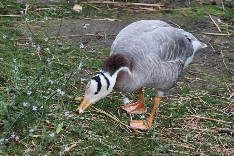 Wildlife Park