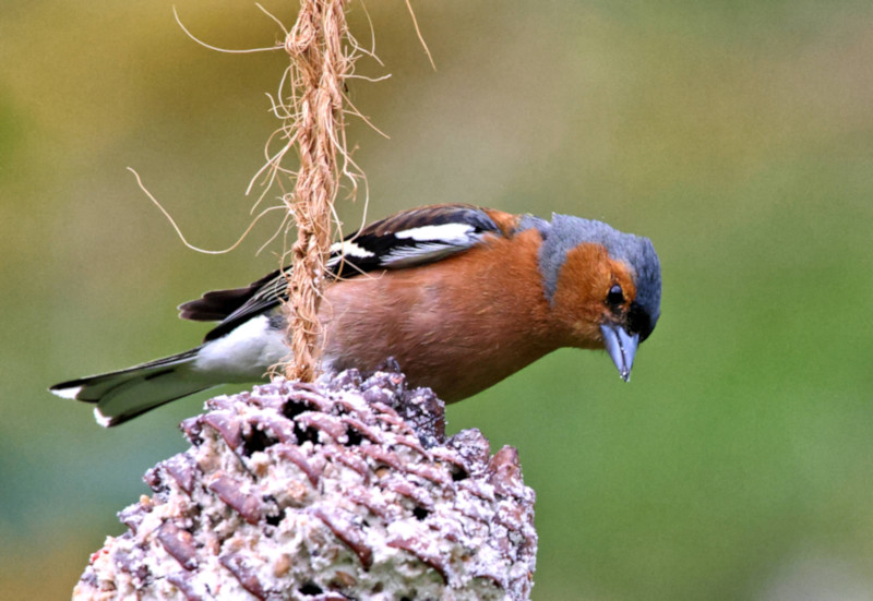Chaffinch