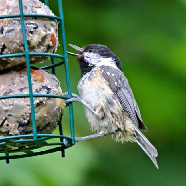 Coal Tit