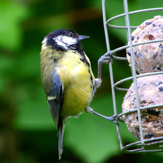 Great Tit
