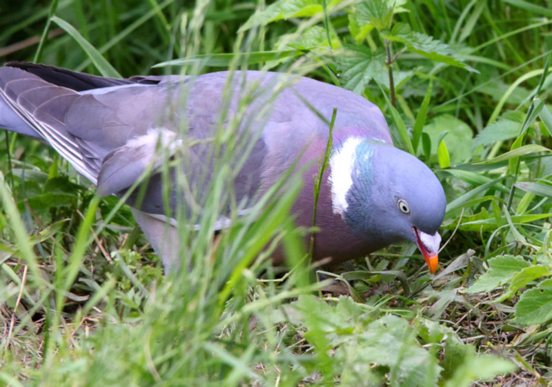 Wood Pigeon