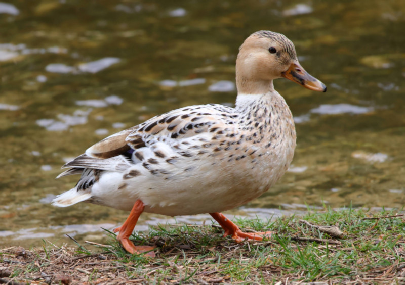Welsh Harlequin
