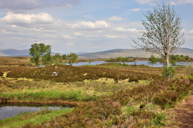 Highland Moors