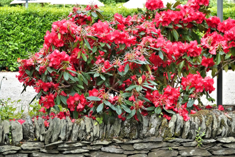 Luss