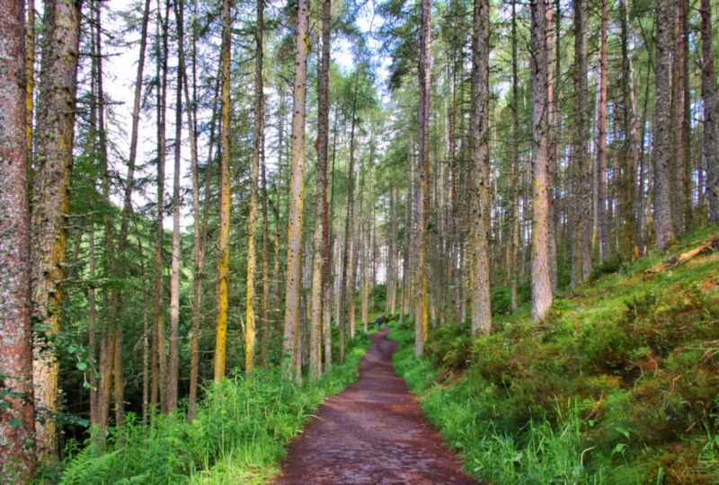 Woodland with Rogie Falls