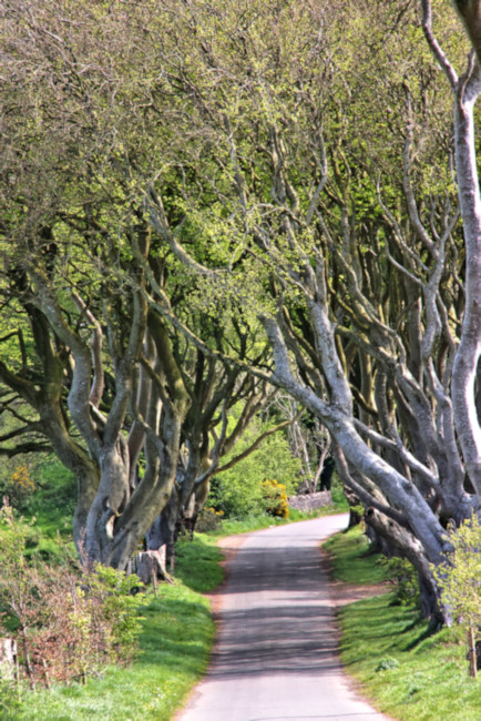 Dark Hedges, Northern Island