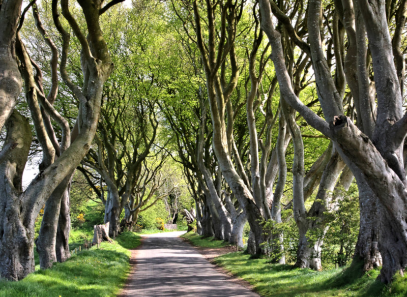 Dark Hedges, Northern Island